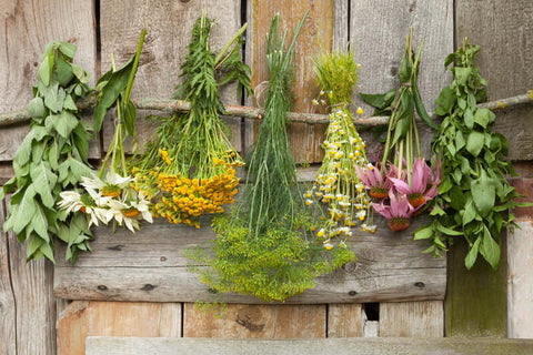 herbal, herb, herbs, plants,