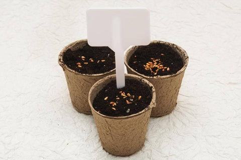Plant seeds pot seed vegetable seeds garden how to grow 