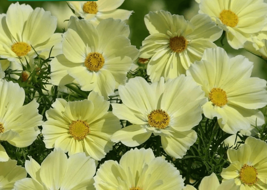 Boutique de graines | Acheter des graines de Cosmos jaune | Bipinnatus -  Graines de fleurs – Garden Paradise Seeds