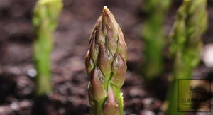 Asparagus - F1 Portlim - Garden Paradise Seeds