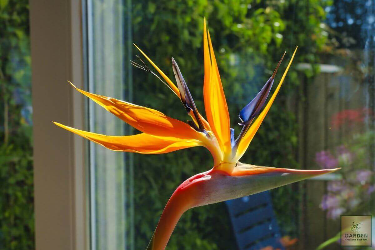 Tienda de plantas | Comprar semillas de ave del paraíso - Strelitzia  Nicolai Seeds – Garden Paradise Seeds