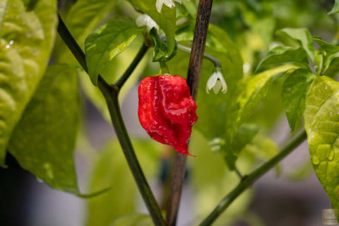 Seeds Shop | Buy Hot Chili Pepper Carolina Reaper Seeds