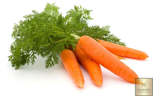 Carrot - Autumn King 2 - Garden Paradise Seeds