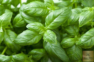 Herb - Basil Gustosa  - Garden Paradise Seeds