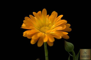 Herb - Marigold Pot | Calendula officinalis - Garden Paradise Seeds