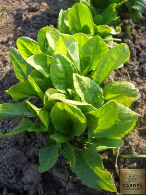 Herb Sorrel Broad Leaved ( rumex acetosa ) - Garden Paradise Seeds