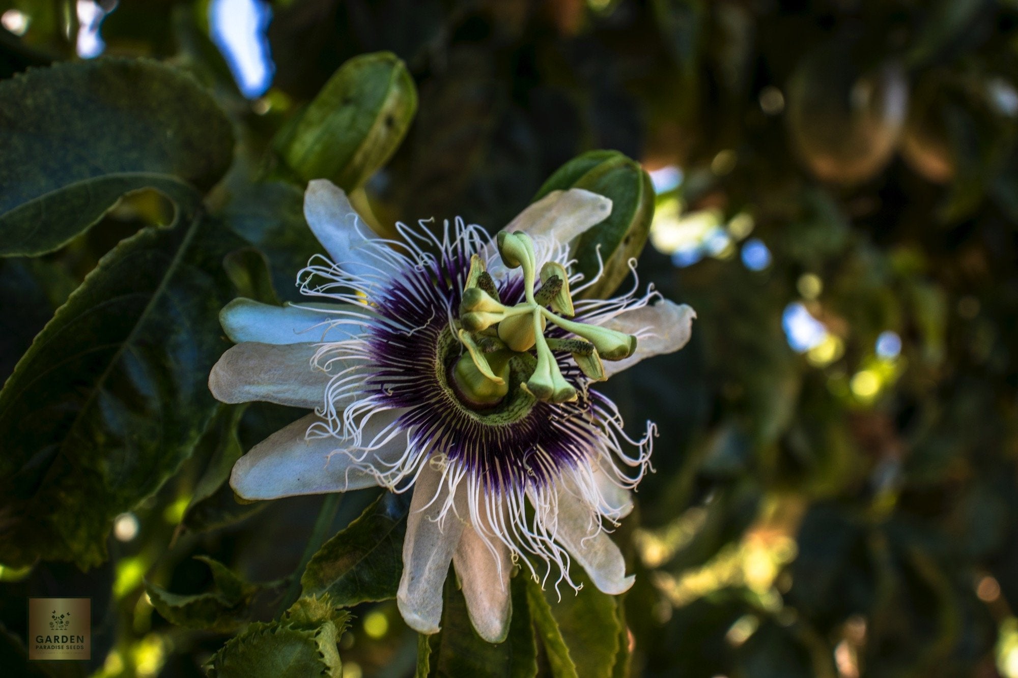 Passion fruit seeds exotic