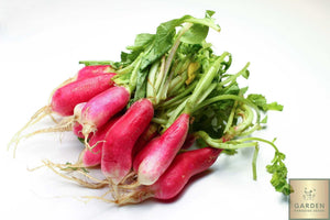 Radish - French Breakfast - Garden Paradise Seeds