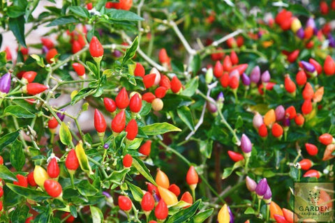 Blog Buy Bolivian Rainbow Chili Seeds | Plant & Growing Guide