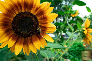 Sunflower Helianthus annuus | Bee pasture - Garden Paradise Seeds