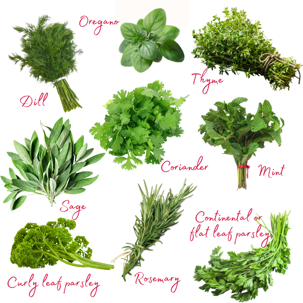 YOUR GUIDE TO USING FRESH HERBS