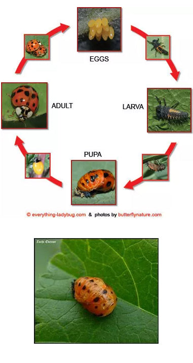 ladybird beetle life cycle