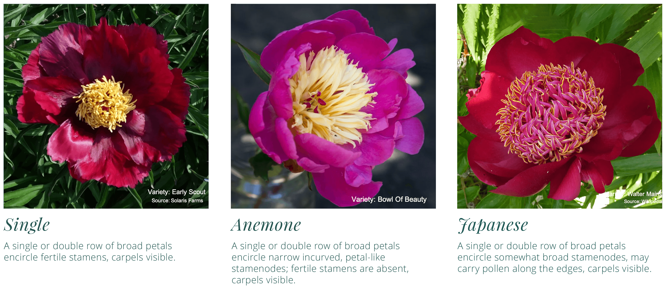 Single, Anemone, and Japanese peony type descriptions