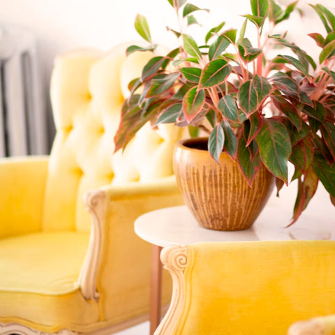 A yellow couch and a yellow table with a plant