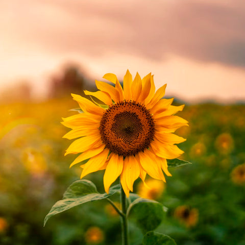 Image showing a sunflower field