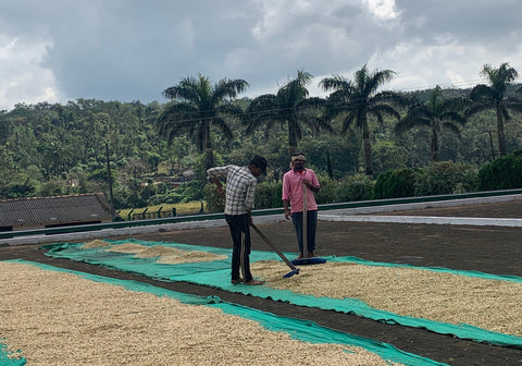 washed processed green coffee chikmagalur