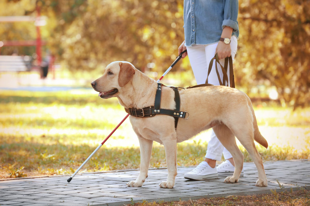 why do they only use labradors as guide dogs