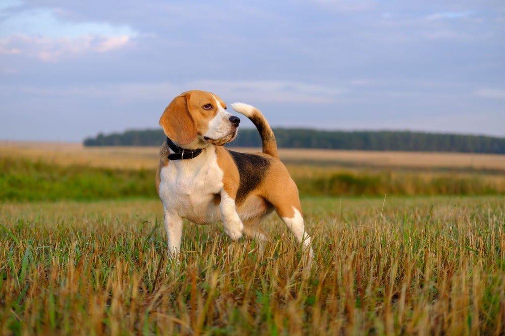 are white and lemon beagles rare