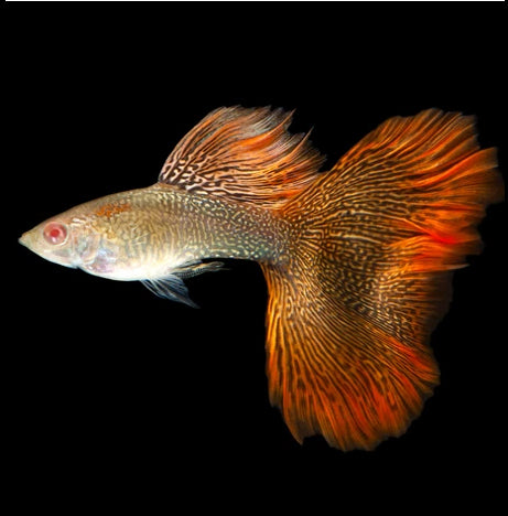 albino red lace guppy