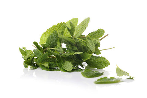 Lemon balm, also known as Melissa officinalis, has been used in traditional medicine since ancient Greek times