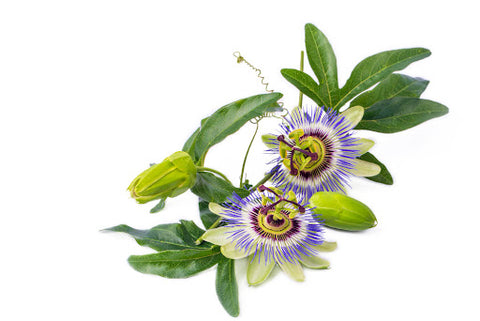Passionflower, scientifically known as Passiflora Incarnata, is a perennial vine native to the southeastern United States, Central America, and South America