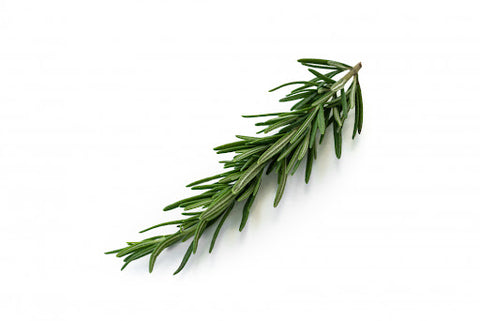 Rosemary, known scientifically as Rosmarinus Officinalis, is an aromatic herb native to the Mediterranean region
