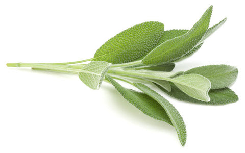 Sage, or Salvia Officinalis, is a herb with a solid history of use in traditional medicine, culinary applications, and spiritual rituals