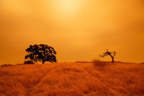 An orange sky filled with wildfire smoke hangs above hiking trails at the Limeridge Open Space in Concord.(Brittany Hosea-Small/AFP)