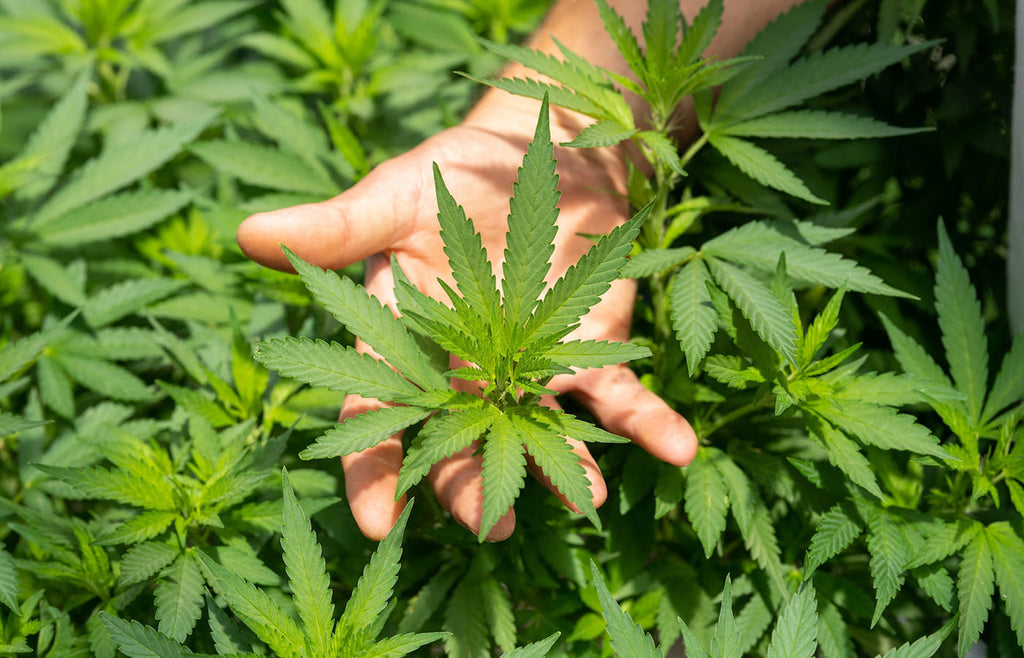 Hand under hemp leaves