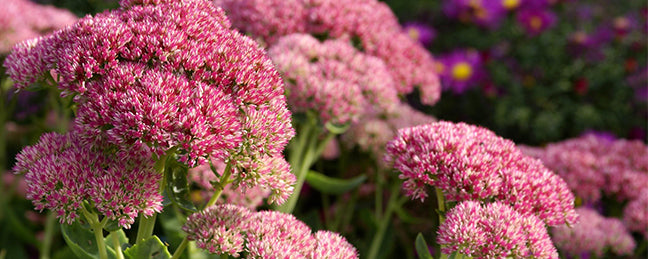 Tuinkalender september | Bouwhof