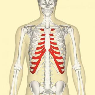 肋骨の痛みは病院を受診すべき あばら骨が痛い場合に考えられる原因 ミナカラ オンライン薬局