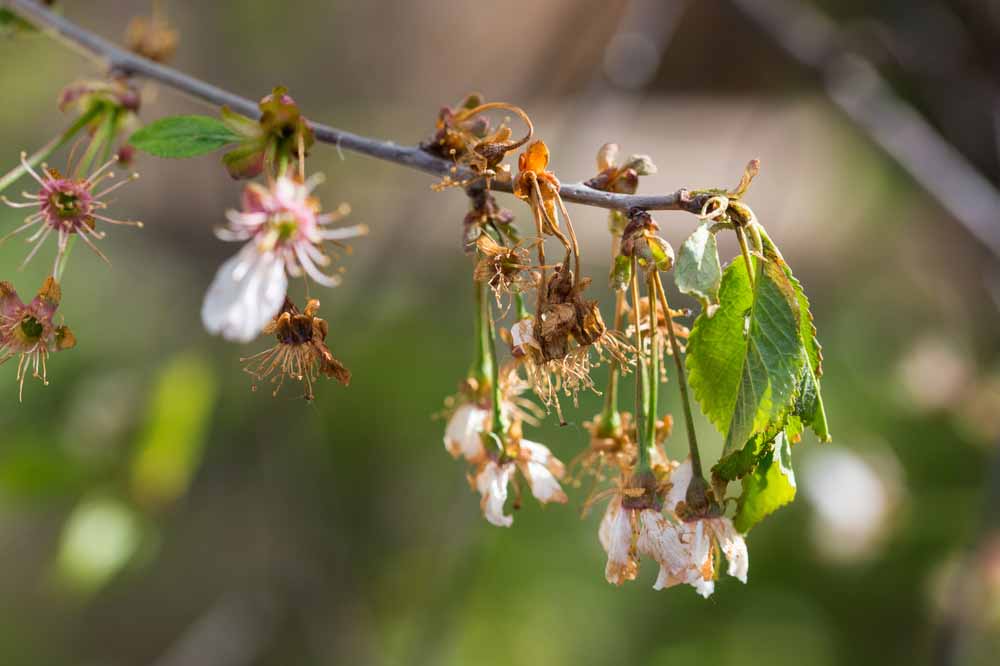 Von Spitzendürre befallener Ast eines Kirschbaums