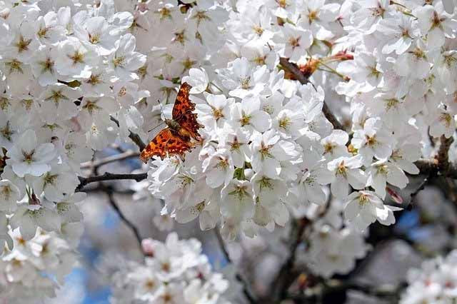 Einzelblüten einer Japanischen Zierkirsche