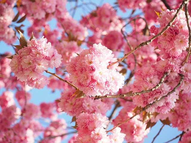 Gefüllte Kirschblüten