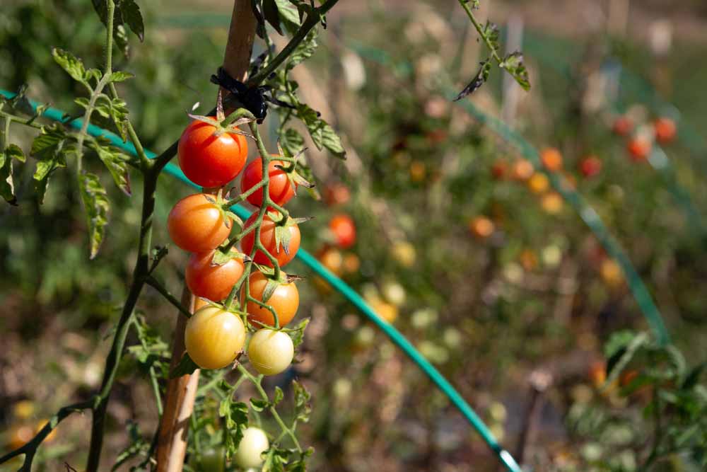 Reife Tomaten gehören zu den Starkzehrern