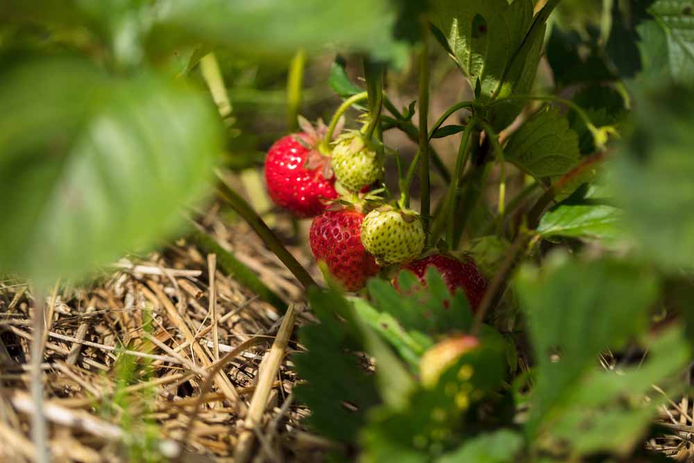 Reife Erdbeeren auf einem Hügelbeet