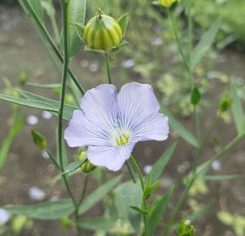 亜麻の花 色や咲き方 Flax Fun