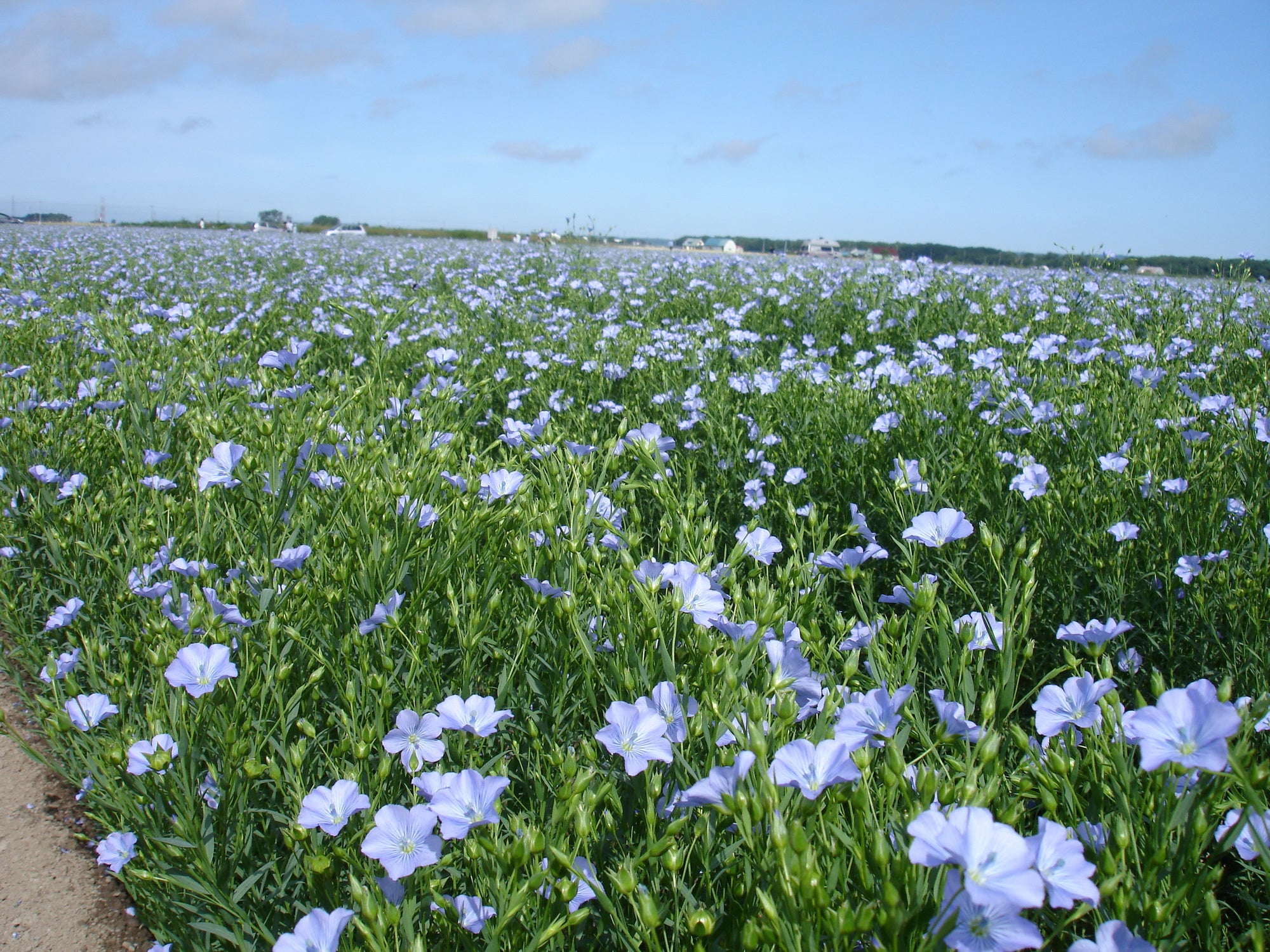 亜麻の栽培が盛んな地域 世界と日本 Flax Fun