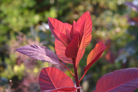 Cotinus in Herbstfärbung