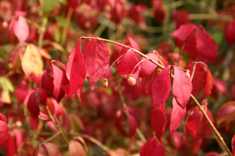 Euonymus in Herbstfärbung