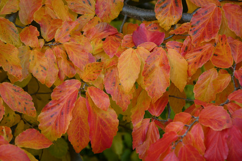 Parrotia in Herbstfarbe