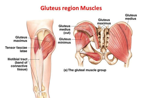 The Glutes Dipulse