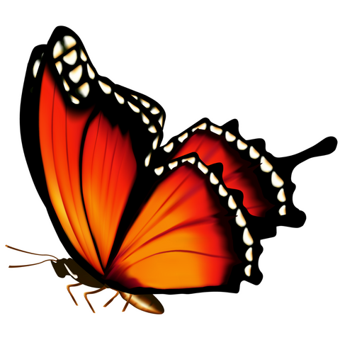 Orange, yellow, black, and white butterfly. Symbolizes spiritual transformation.