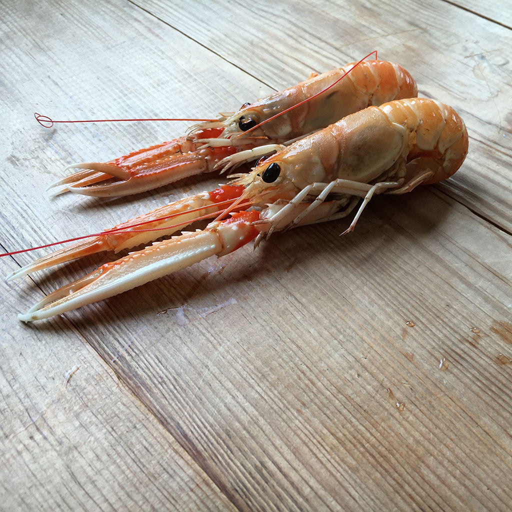 Langoustine – Colchester Oyster Fishery