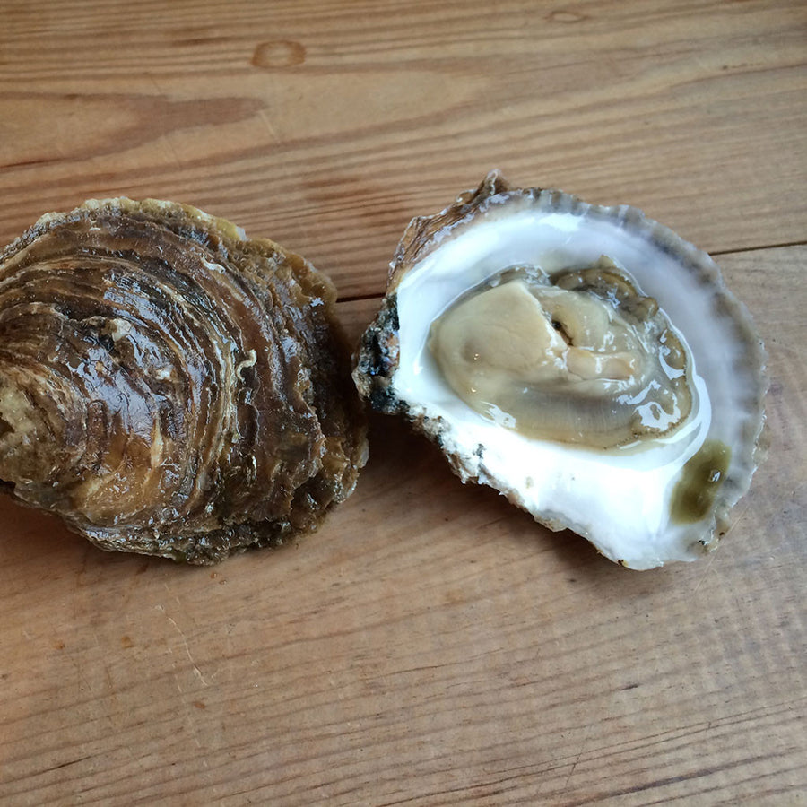 Oysters – Colchester Oyster Fishery