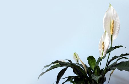 lily plant flowering against blue wall