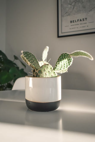 cactus in white and grey pot sat on table