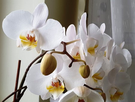 phalaenopsis orchid in flower