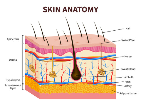 Layered Human skin