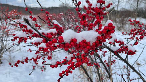 winterberry